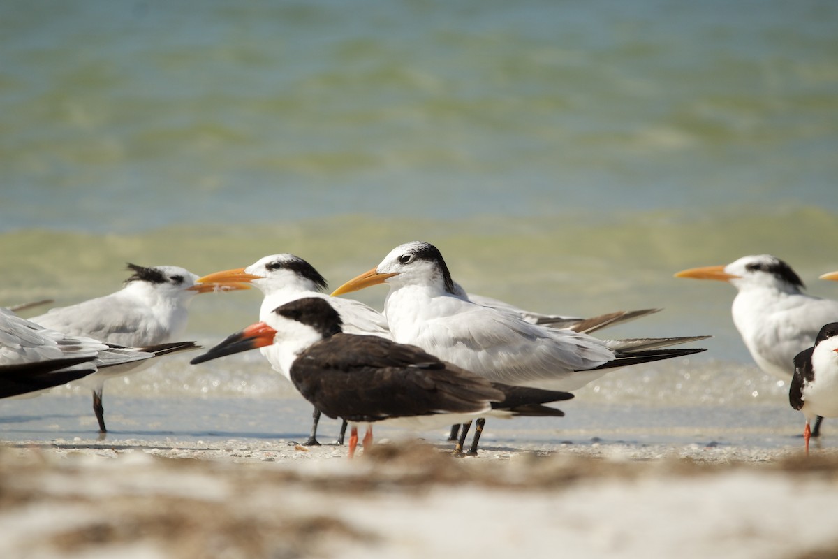 Royal Tern - Jennie Leonard