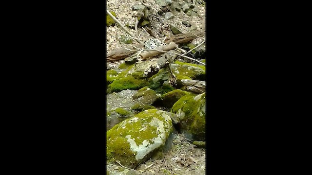 Winter Wren - ML583748141