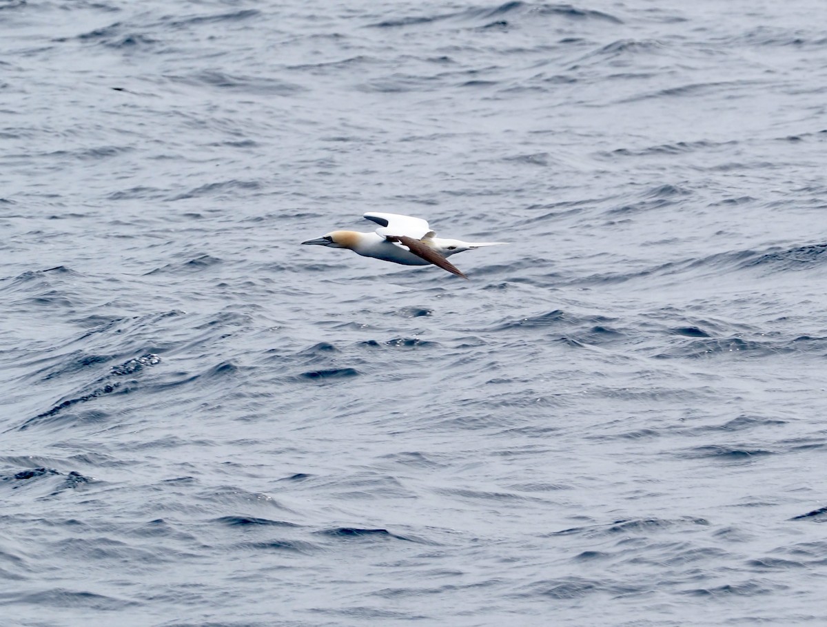 Northern Gannet - ML583748391