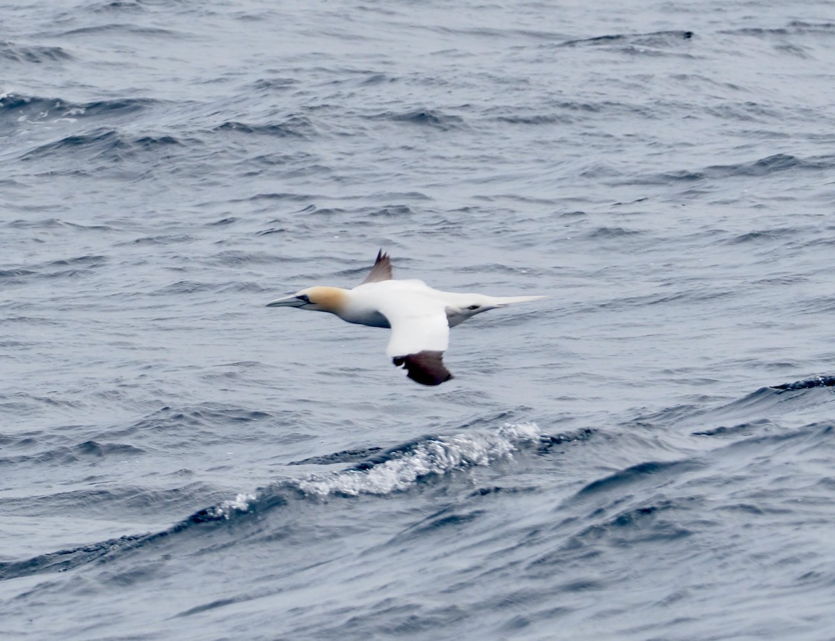 Northern Gannet - ML583748551