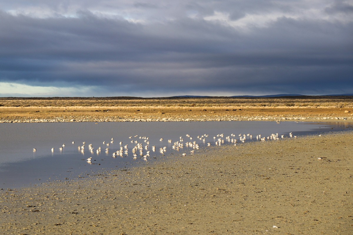 Chorlito de Magallanes - ML583748831