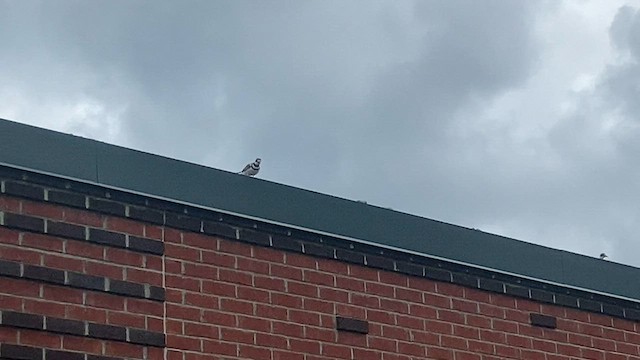 tobeltelo - ML583749101