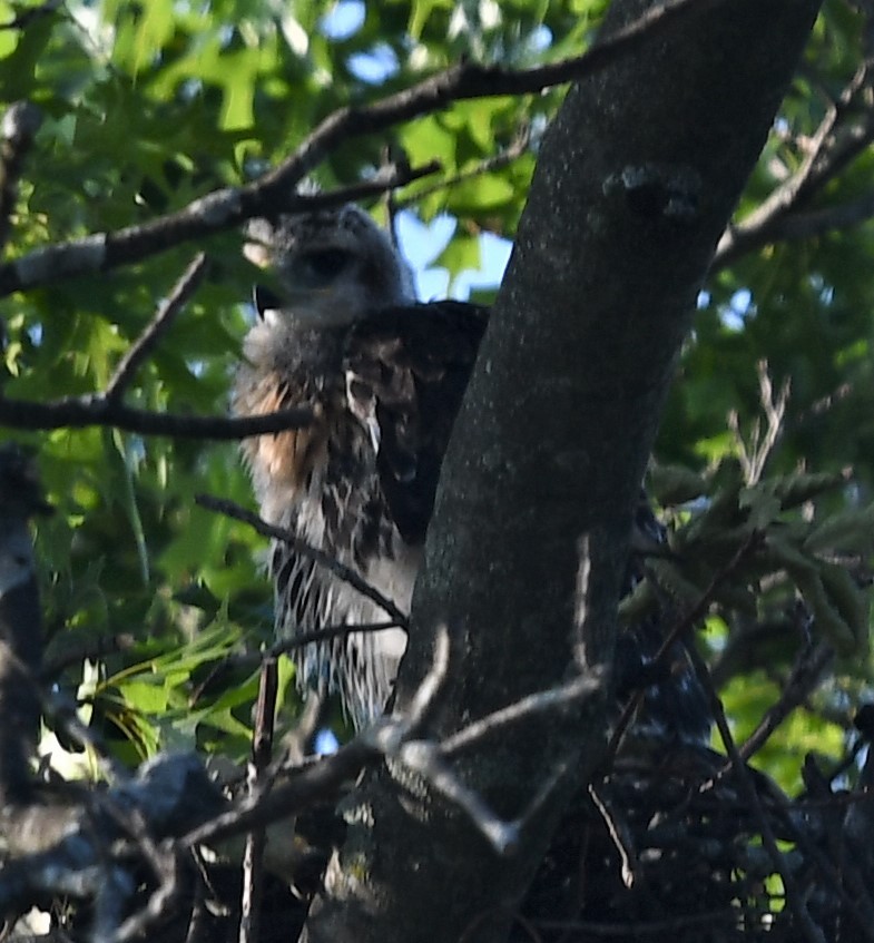 Red-tailed Hawk - ML583749301