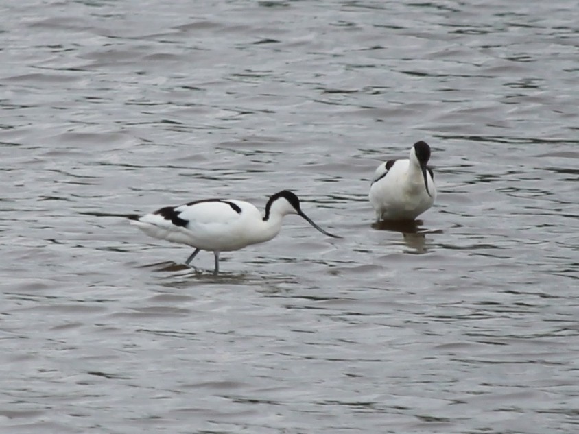 Pied Avocet - Rutger Koperdraad