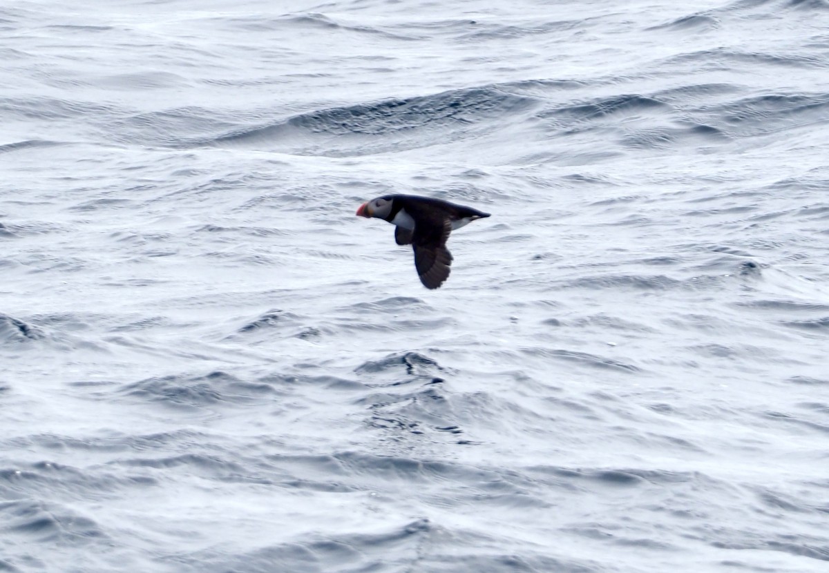 Atlantic Puffin - ML583749701