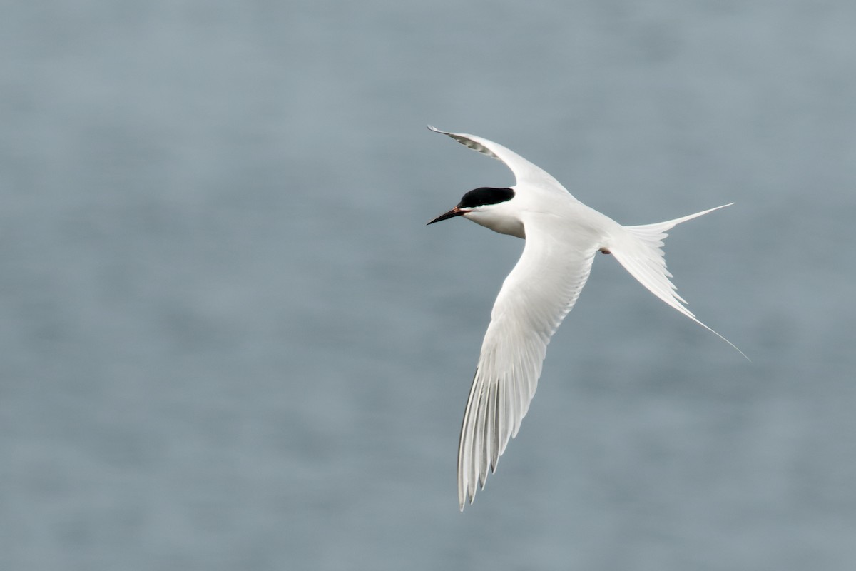 Roseate Tern - ML583749821