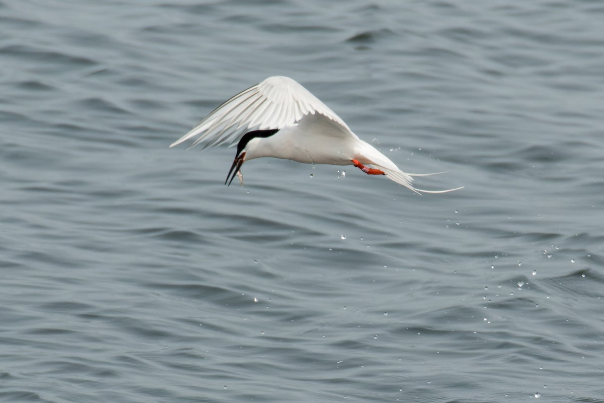 Roseate Tern - ML583749831