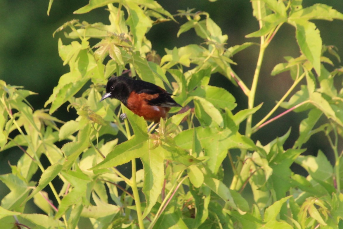 Orchard Oriole - ML583750291