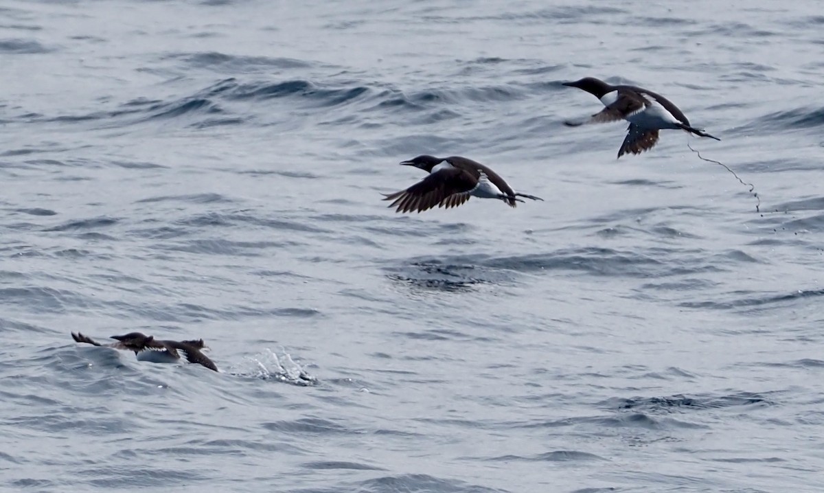 Common Murre - ML583750541