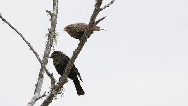 Red-winged Blackbird (California Bicolored) - ML583751381