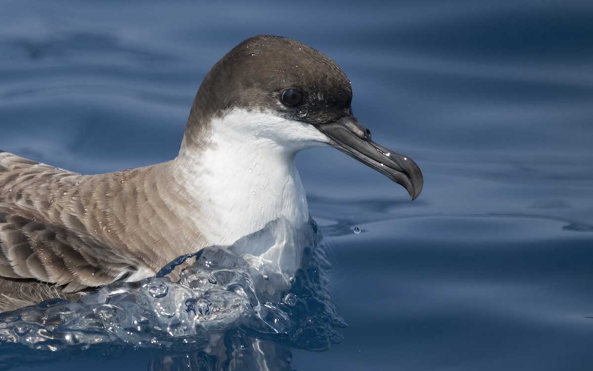 Great Shearwater - ML583752901