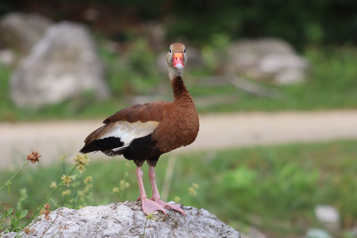 Black-bellied Whistling-Duck - Consuelo Hernandez Garcia