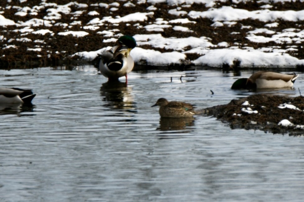 Green-winged Teal - ML583754341