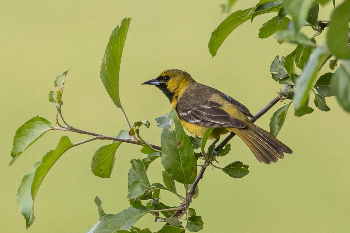 Orchard Oriole - Rob  Sielaff