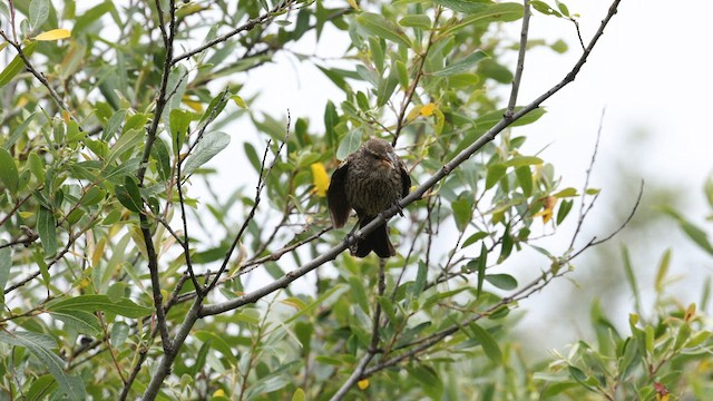 Al Kanatlı Karatavuk (californicus/mailliardorum) - ML583755861