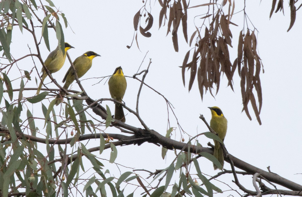 Yellow-tufted Honeyeater - ML583756721