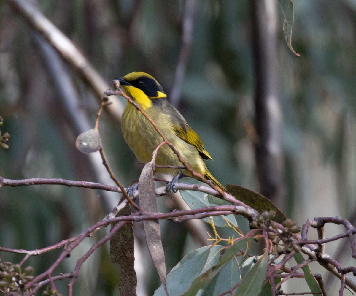 Yellow-tufted Honeyeater - ML583756751