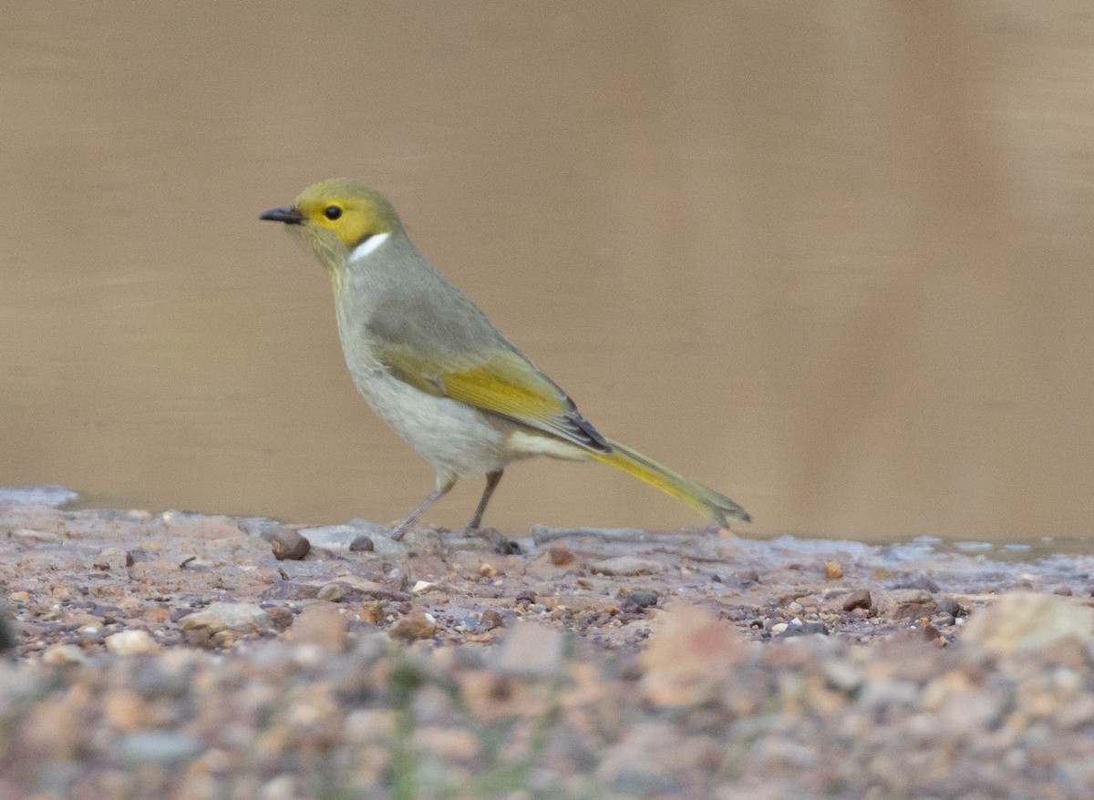 White-plumed Honeyeater - ML583756821
