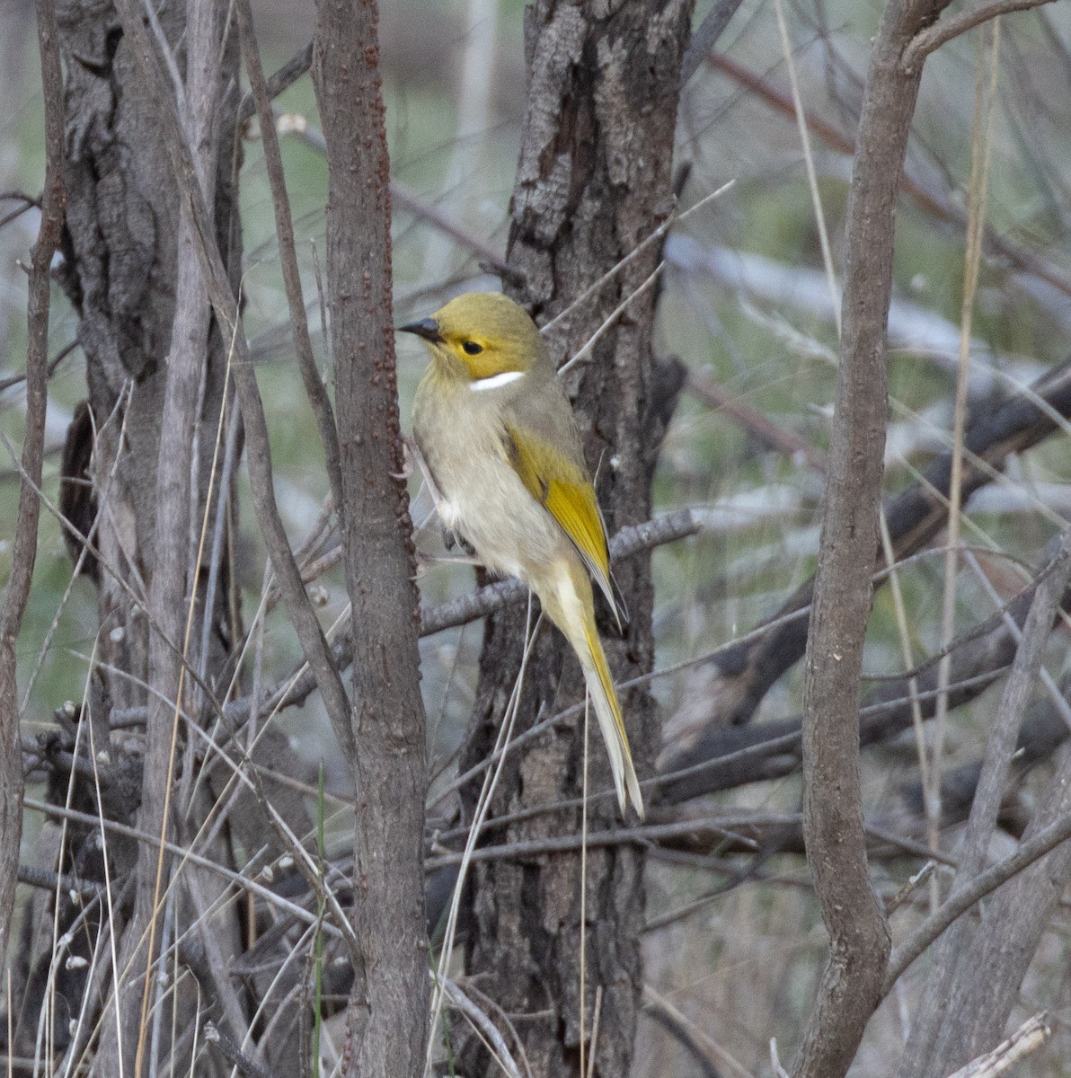 White-plumed Honeyeater - ML583756861