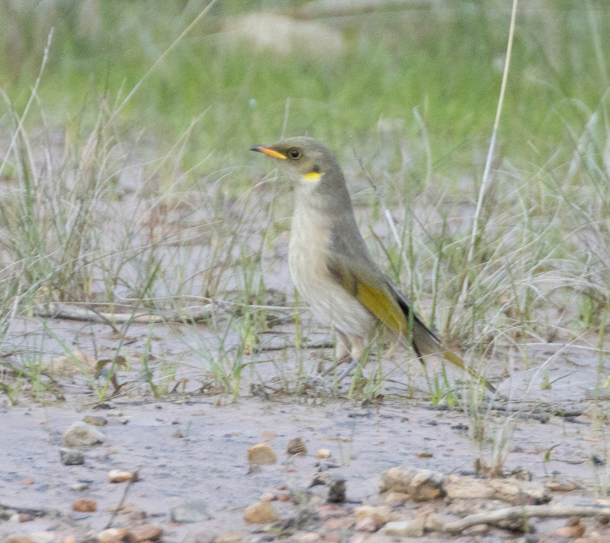 Fuscous Honeyeater - ML583756931