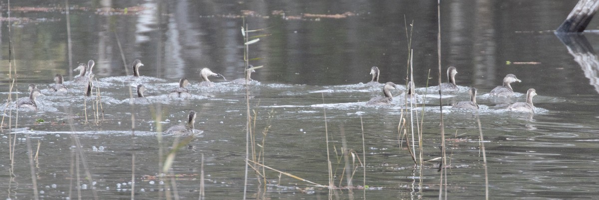 Hoary-headed Grebe - Pat and Denise Feehan