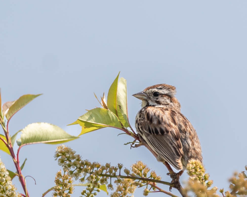 Song Sparrow - ML583757451