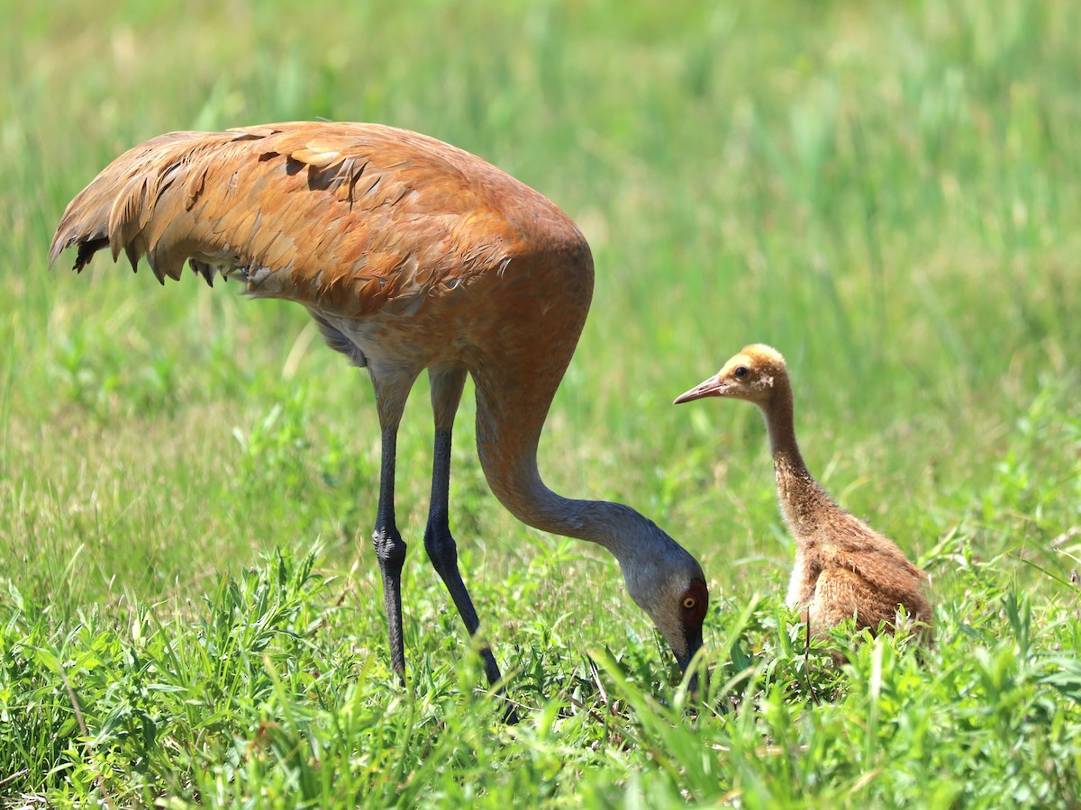 Sandhill Crane - ML583757561