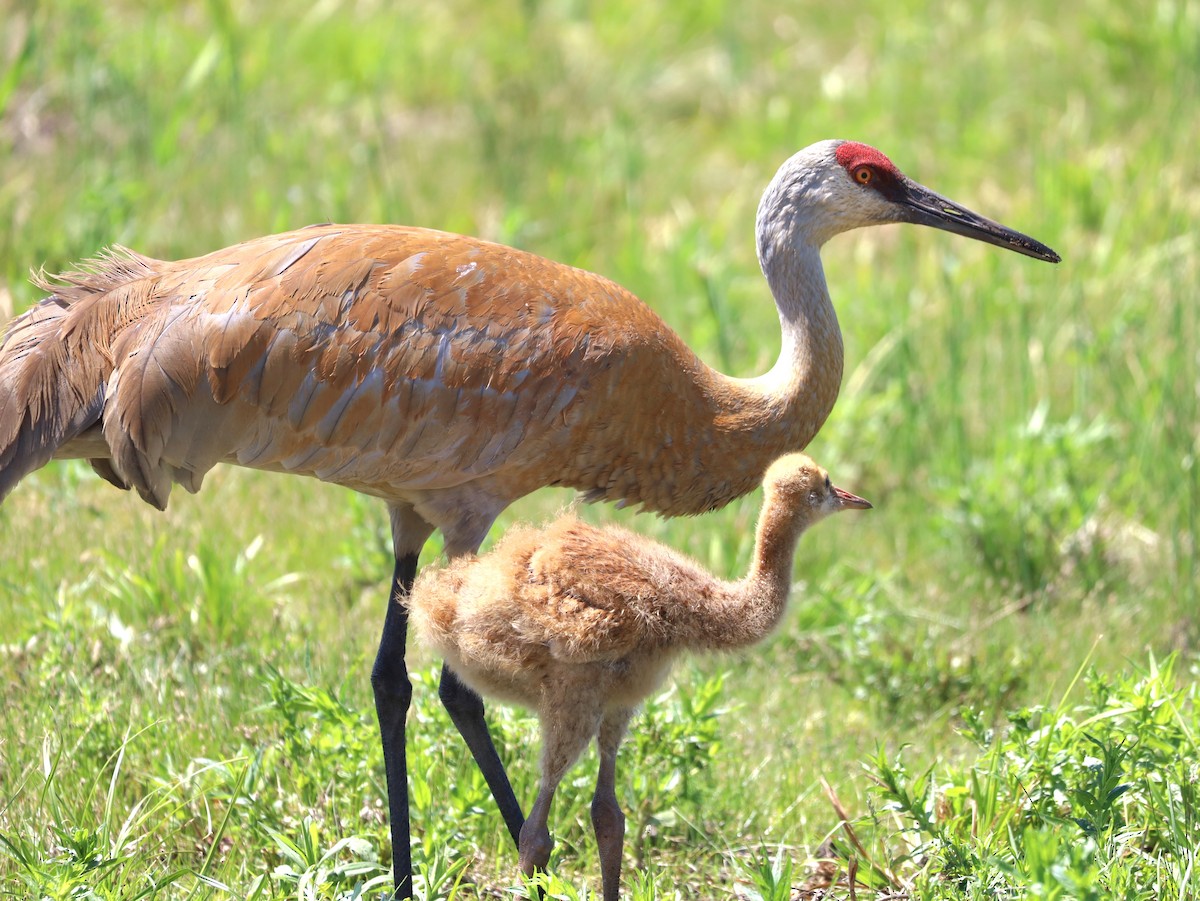 Sandhill Crane - ML583757571