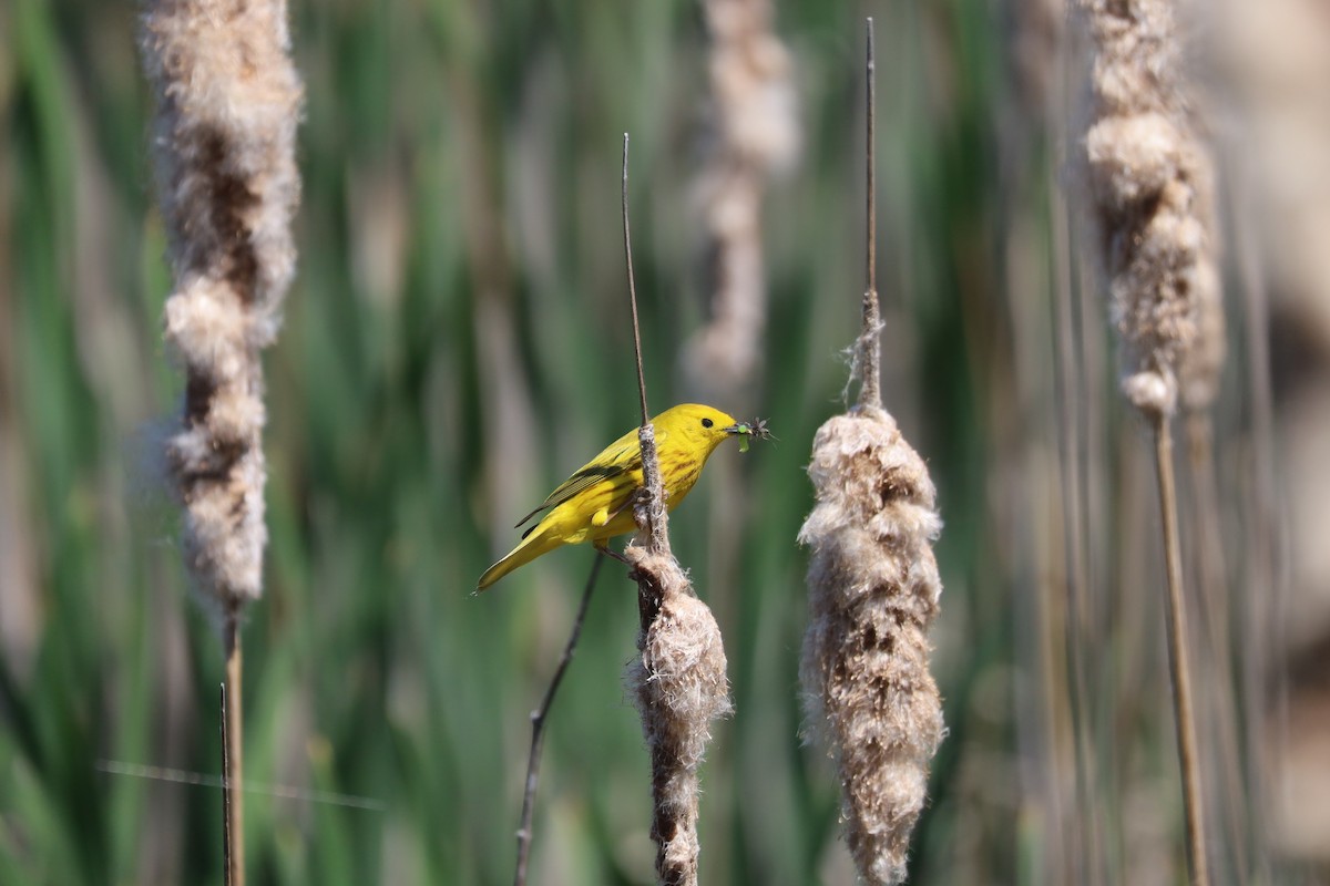 Paruline jaune - ML583757671