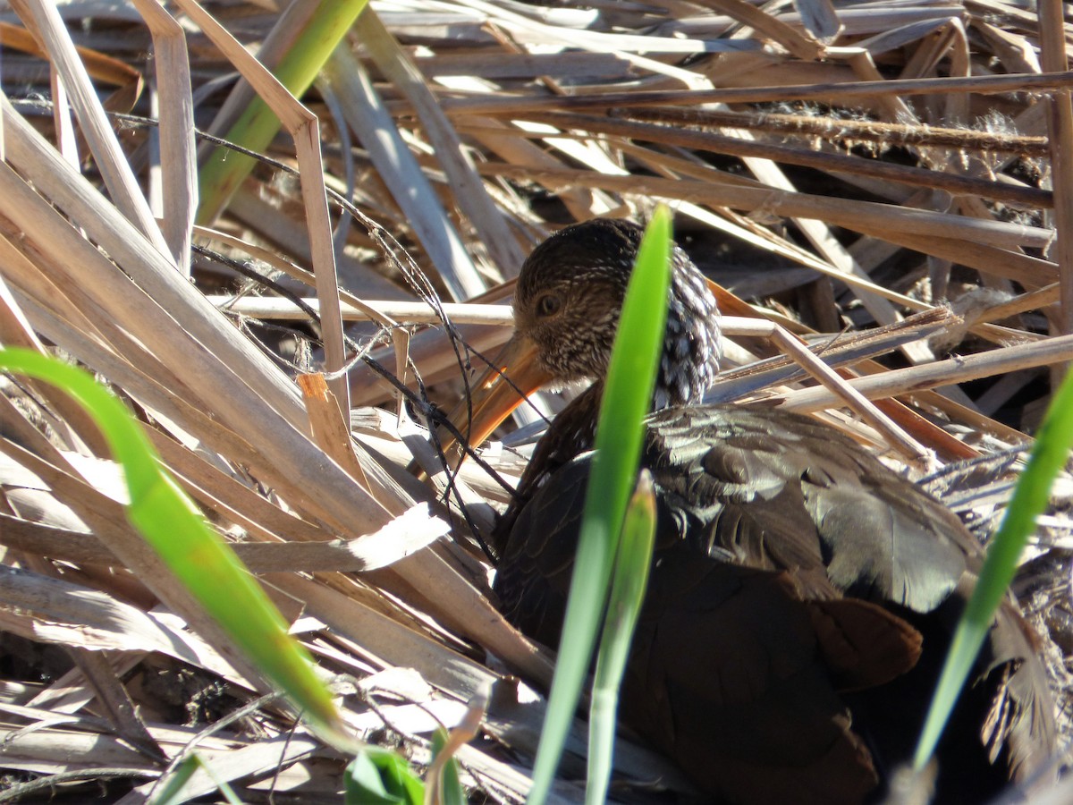 Limpkin - ML583758801