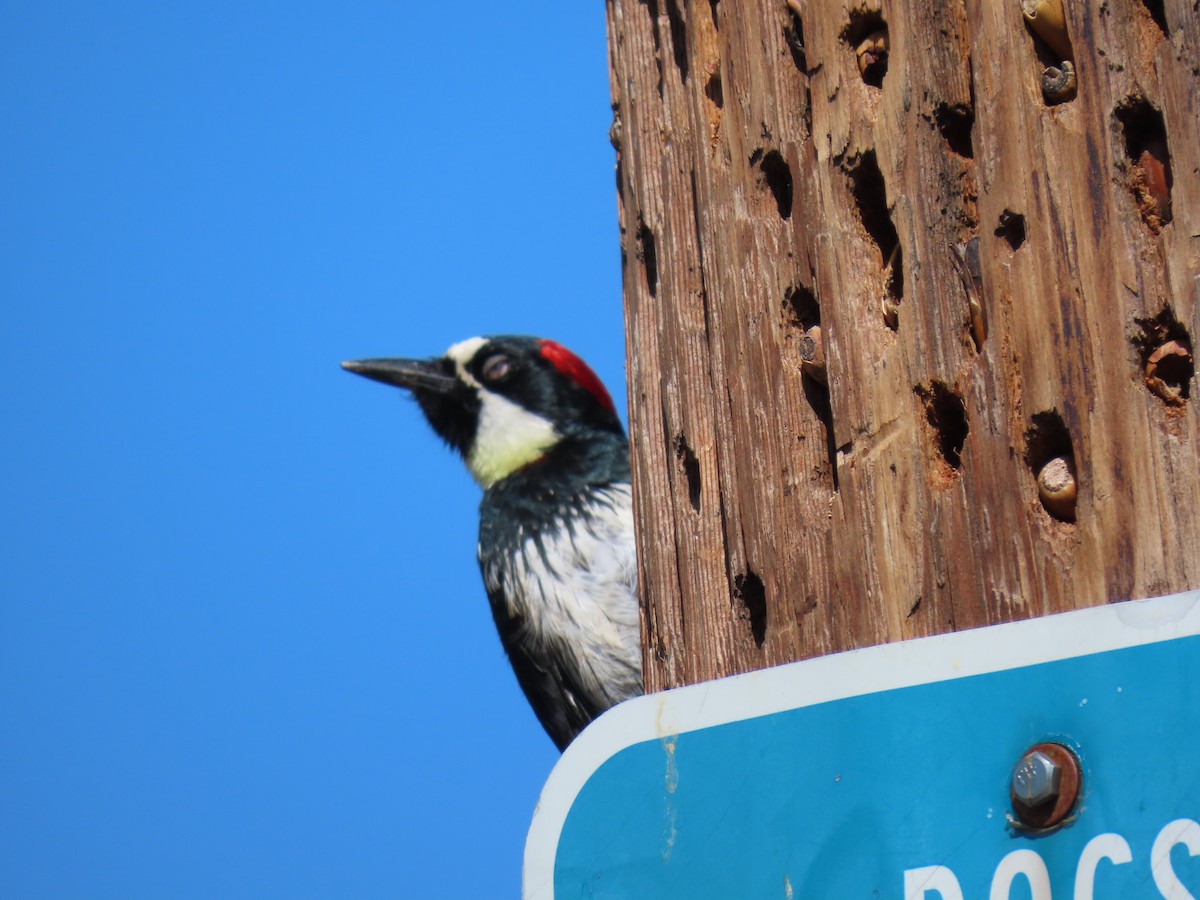 Acorn Woodpecker - Kathleen Williams