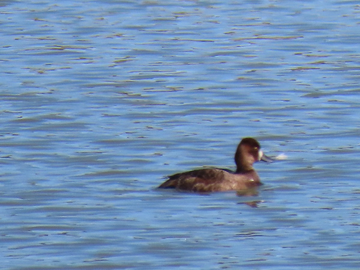 Lesser Scaup - Kathleen Williams