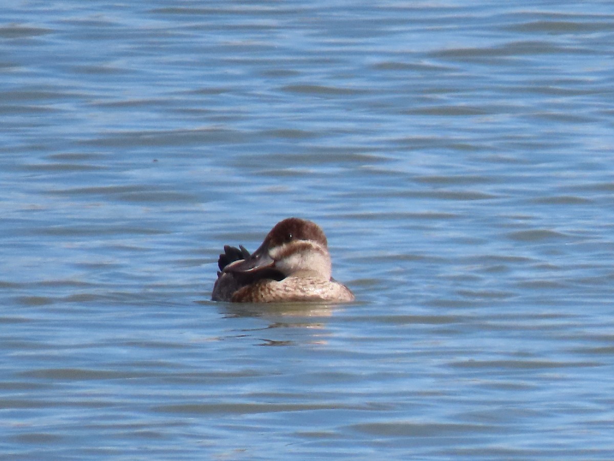 Ruddy Duck - ML583759311