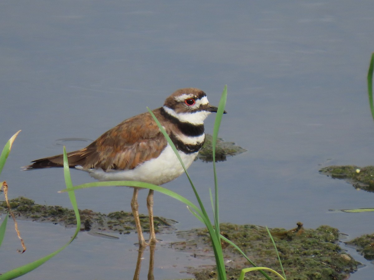 Killdeer - ML583759571