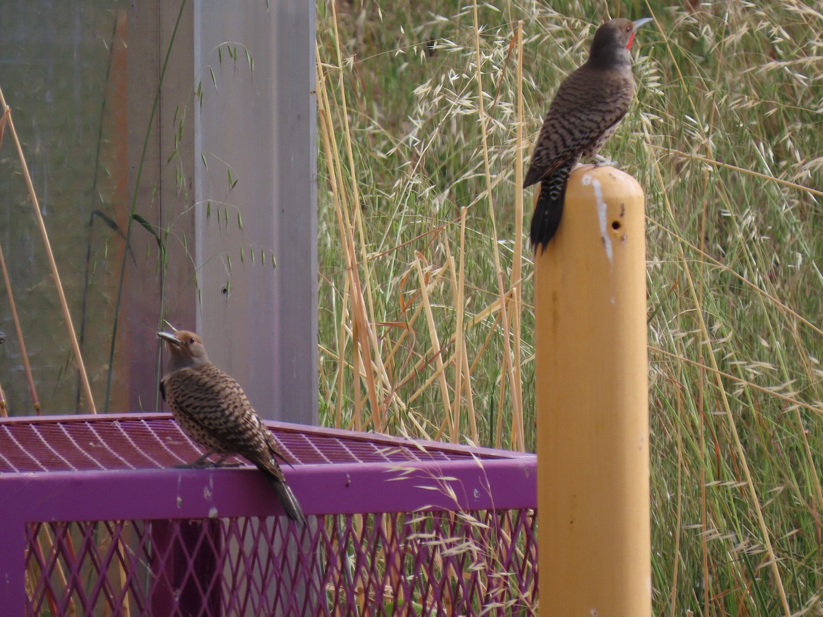 Northern Flicker - ML583759771