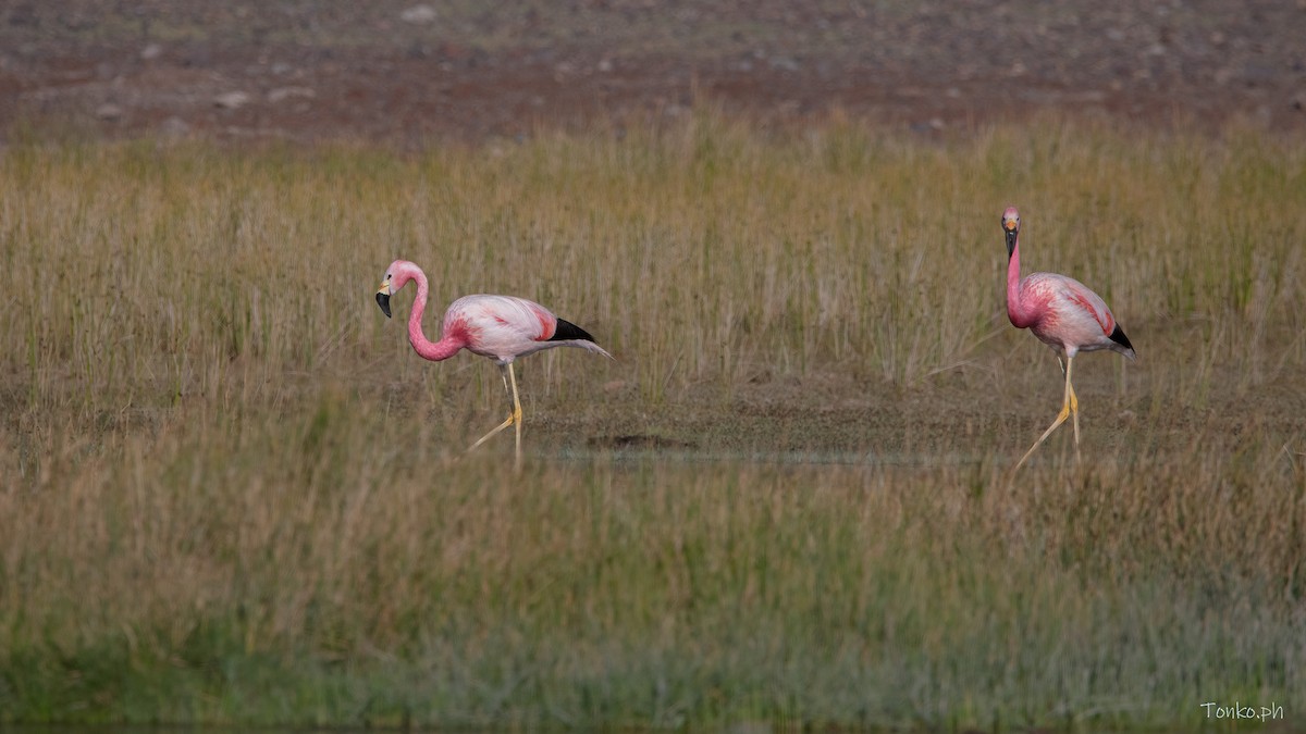 Andean Flamingo - Carlos Maure
