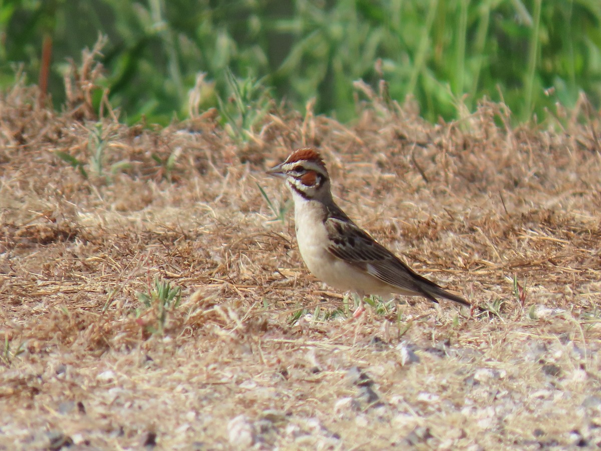 Lark Sparrow - ML583759961