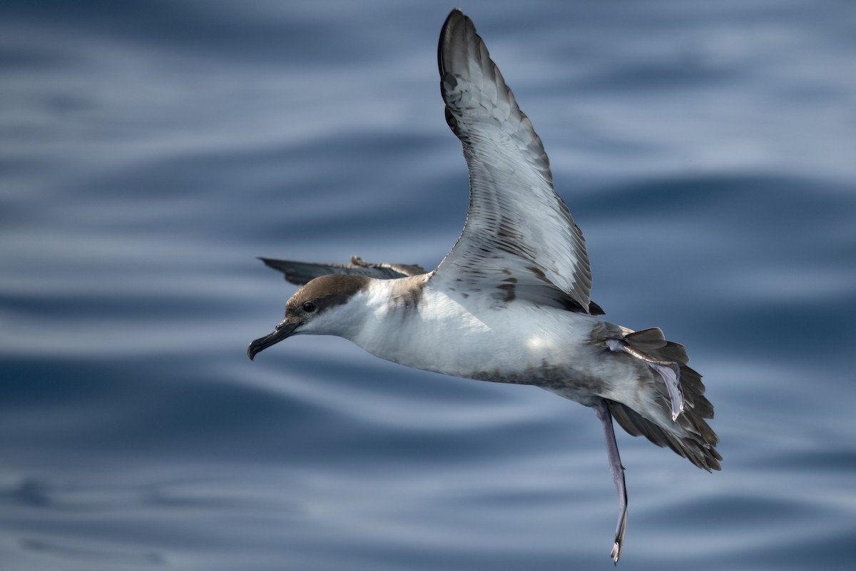 Great Shearwater - Tim White