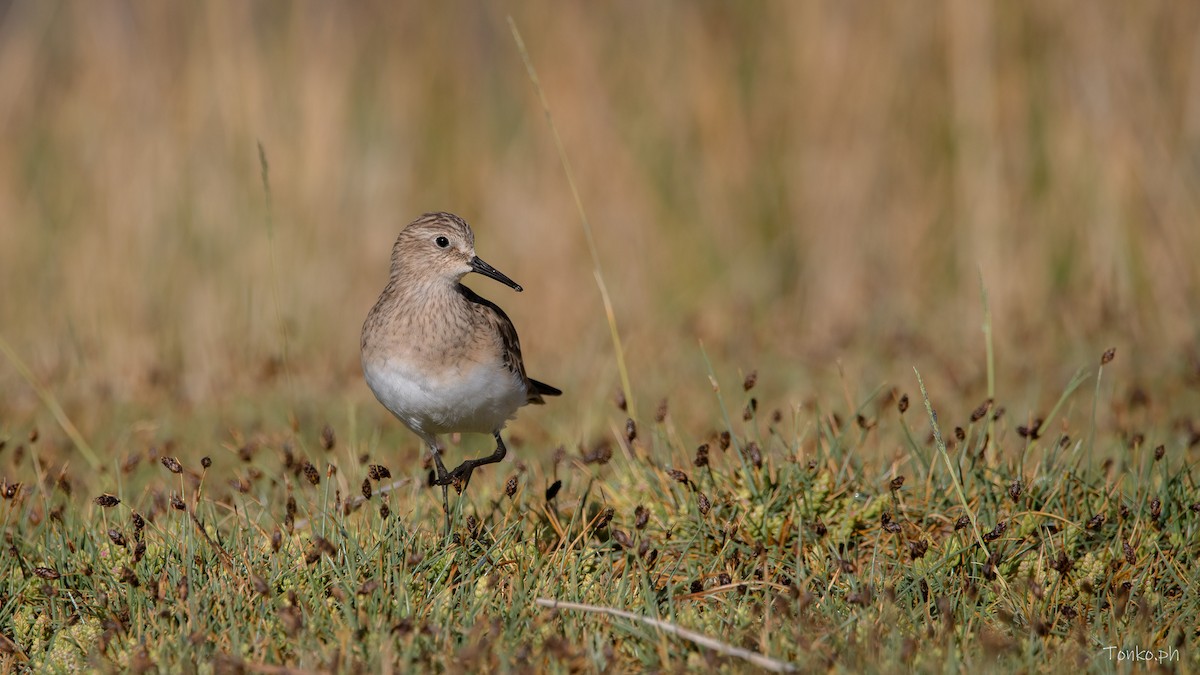 Baird's Sandpiper - ML583760071