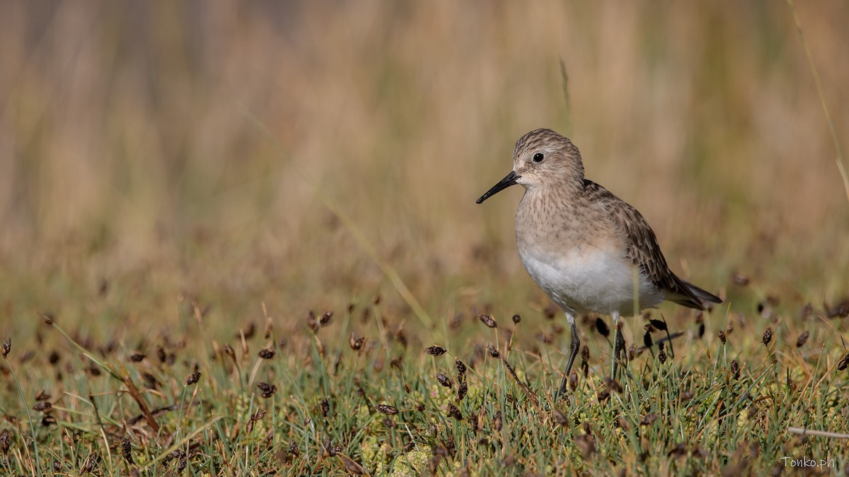 Baird's Sandpiper - ML583760081