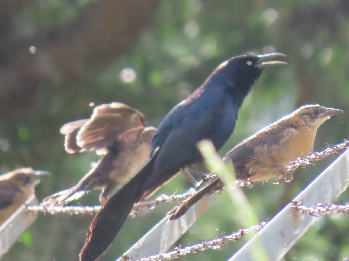 Great-tailed Grackle - ML583760091