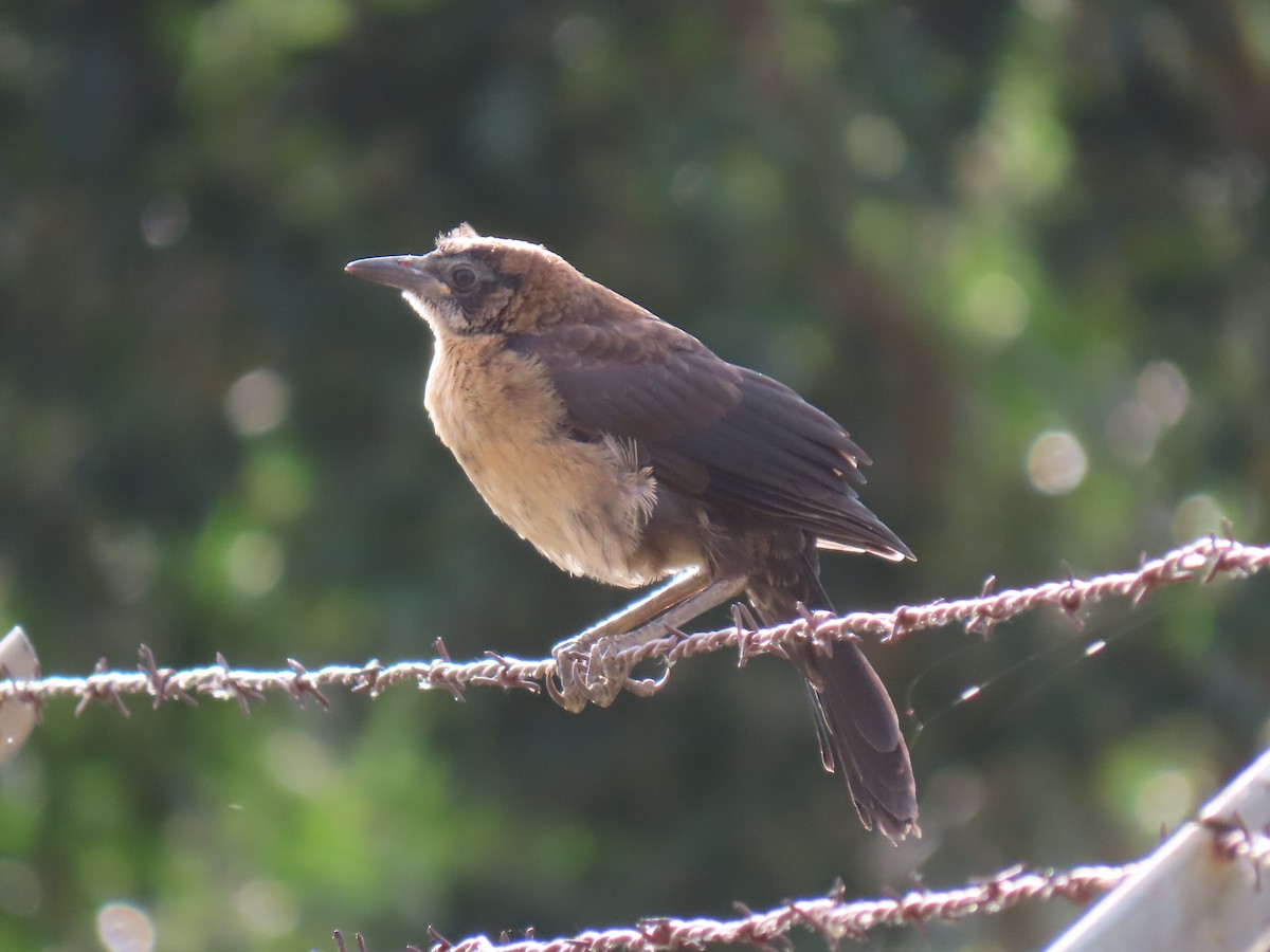 Great-tailed Grackle - ML583760121