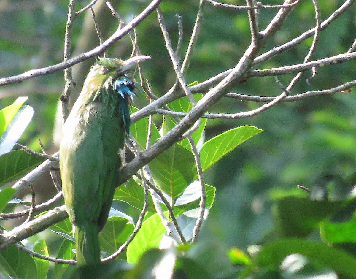 黃腹花蜜鳥 - ML583760211