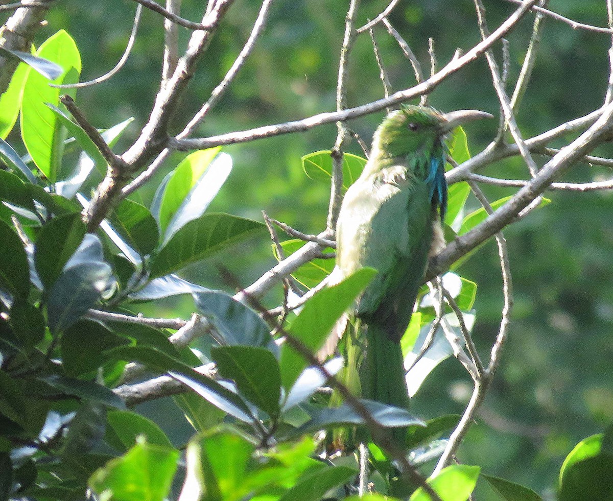 Ornate Sunbird - ML583760221