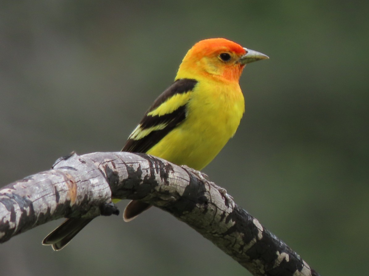 Western Tanager - ML583760561