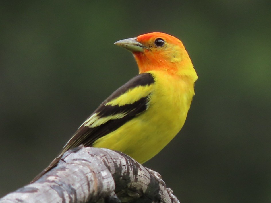 Western Tanager - ML583760571