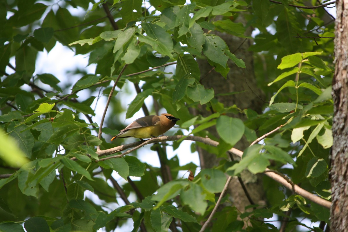 Cedar Waxwing - ML583761311