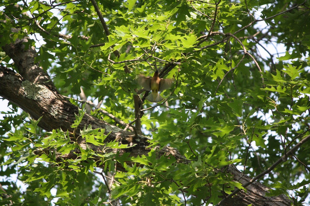 Cedar Waxwing - ML583761321