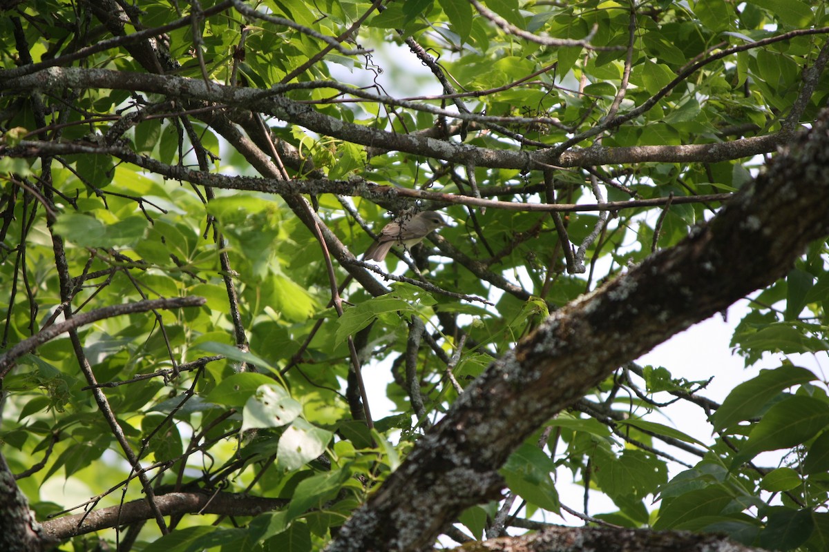 Warbling Vireo - Lucas Cain