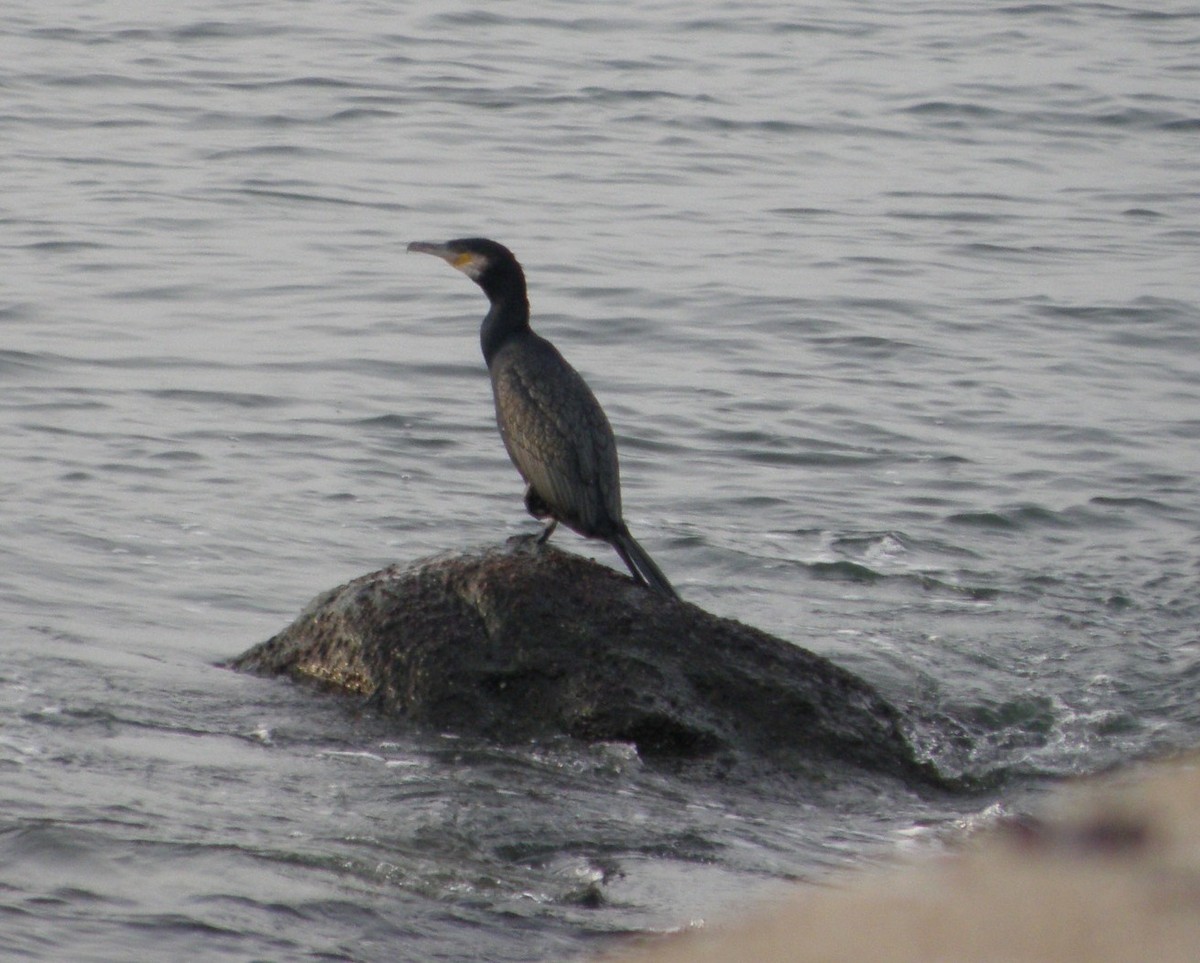 Great Cormorant - ML583762121